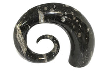 Load image into Gallery viewer, Ornamental Orthoceras Fossil Spiral Display Piece #2