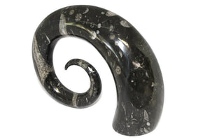 Ornamental Orthoceras Fossil Spiral Display Piece #2