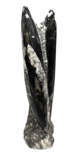 Orthoceras Fossil Tower Display Piece