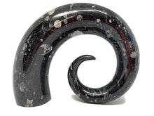 Load image into Gallery viewer, 3.1 Kg Ornamental Orthoceras Fossil Spiral Display Piece