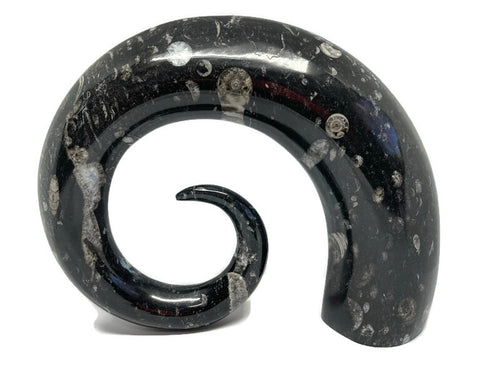 3.1 Kg Ornamental Orthoceras Fossil Spiral Display Piece