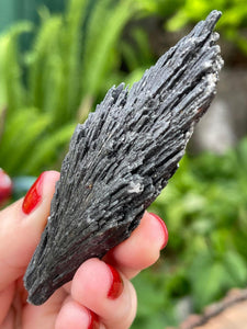Large Black Kyanite Crystal “Witches Broom”